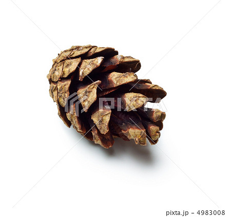 pinecones 4983008