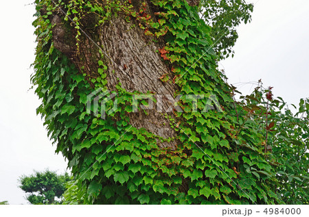 樹木・ナツヅタ　ブドウ科 4984000
