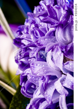 blue fuzzy (hyacinthus orientalis) with waterdrops blue fuzzy (hyacinthus orientalis) with waterdrops 4984034