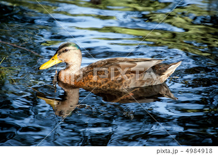 mallard on a lake mallard on a lake 4984918