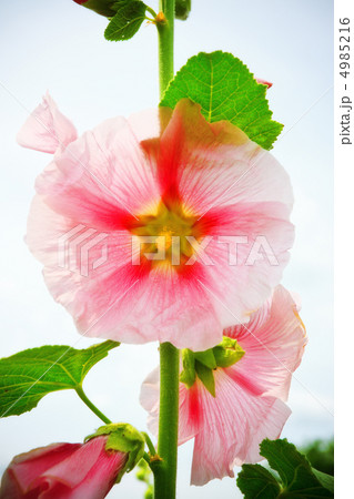 mallow flower on stalk 4985216