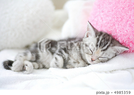 お昼寝するアメリカンショートヘアの子猫の写真素材