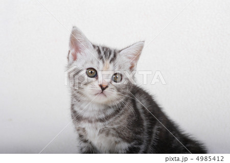 アメリカンショートヘアの子猫 4985412
