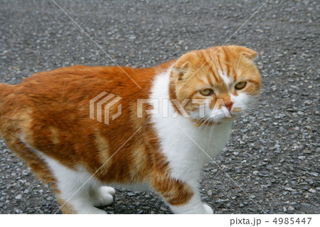 散歩する猫 4985447