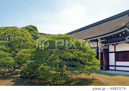 京都御所　御学問所の松 4985574