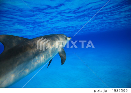 イルカ 4985596