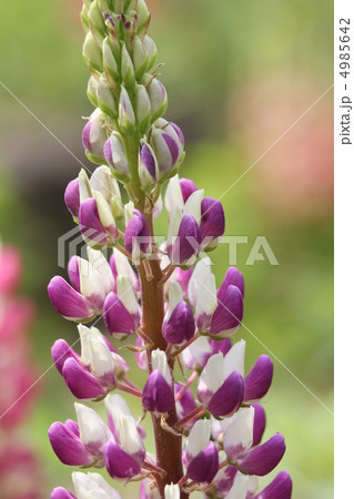 ラッセルルピナス 4985642