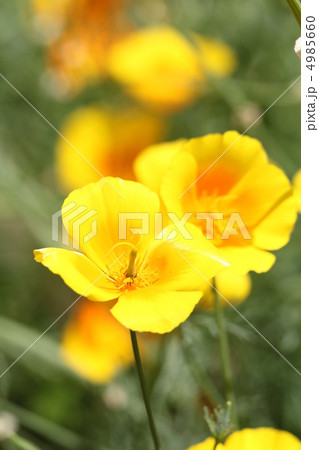 ハナビシソウ 4985660