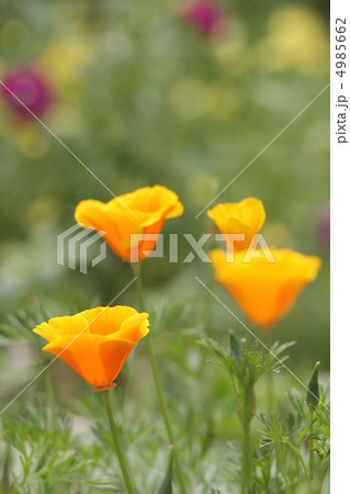 ハナビシソウ 4985662