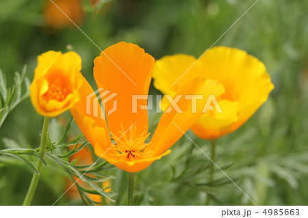 ハナビシソウ ハナビシソウ 4985663