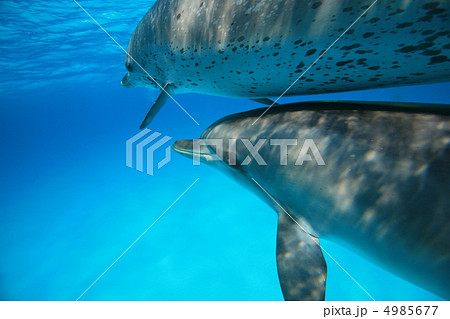 イルカ イルカ 4985677