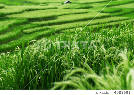 バリ島 バリ島 4985691