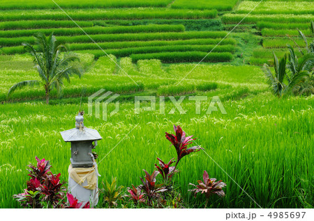 バリ島 4985697