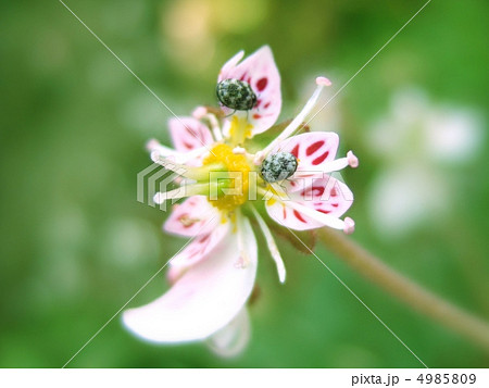 雪の下とペアのヒメマルカツオブシムシ 雪の下とペアのヒメマルカツオブシムシ 4985809