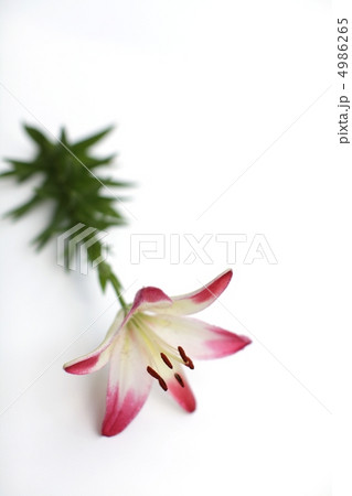 百合 百合 4986265