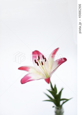 百合 百合 4986266
