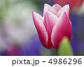 チューリップ 4986296