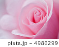 ピンクのバラ 4986299