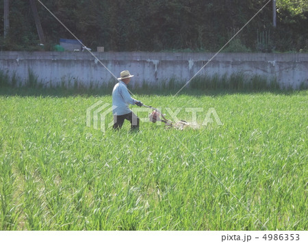 田植えの後には草取りが待っている 田植えの後には草取りが待っている 4986353