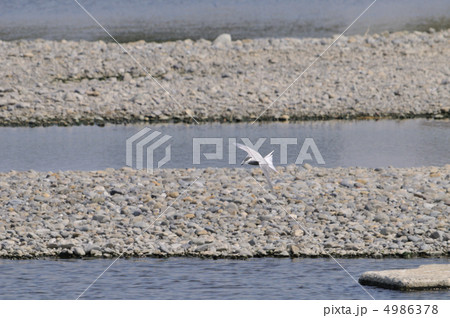 コアジサシ コアジサシ 4986378