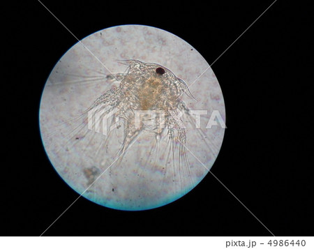 フジツボ（ノープリウス幼生） 4986440