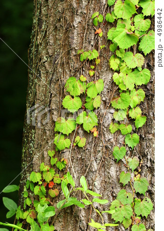 樹木に絡むツタ 4986442