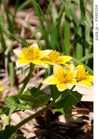 尾瀬国立公園　　尾瀬ヶ原に咲く立金花 4986504