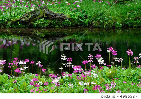 クリンソウ 4986537