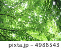 木漏れ日 4986543