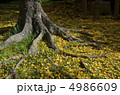 イチョウの落ち葉 4986609
