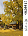 イチョウの木と神社 4986612