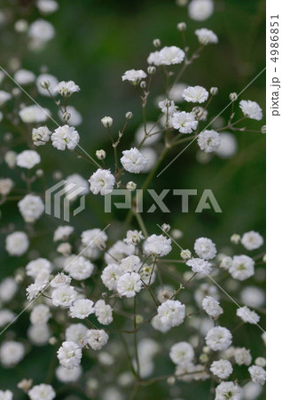 カスミソウ 4986851