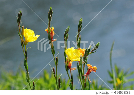 マツヨイグサ マツヨイグサ 4986852