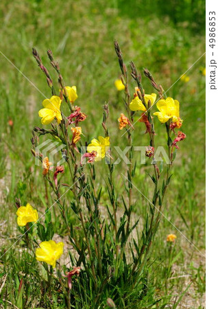 マツヨイグサ 4986853