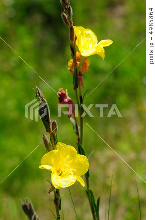 マツヨイグサ 4986864