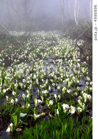 尾瀬国立公園　尾瀬ヶ原に咲く水芭蕉 4986896