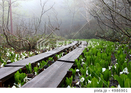 尾瀬国立公園 尾瀬ヶ原に咲く水芭蕉の写真素材