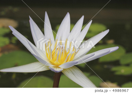 スイレン スイレン 4986967