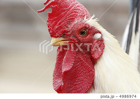 チャボ　桂チャボ 4986974