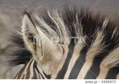 シマウマ　たてがみ　 4986975