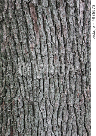 クスノキ　樹皮 4986978