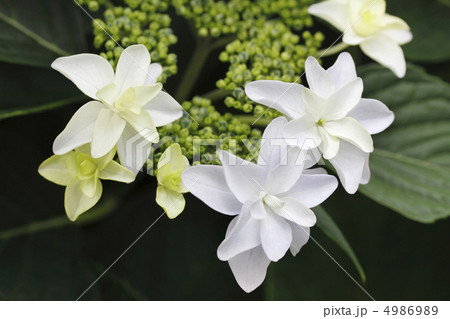額紫陽花　ガクアジサイ 4986989
