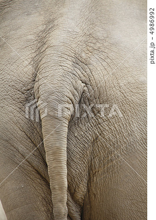 ゾウのお尻 ゾウのお尻 4986992