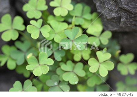 かたばみ 4987045