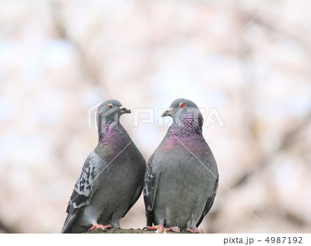 Dove Mr. Heart ~ Under a cherry tree ~ - Stock Photo [4987192] - PIXTA