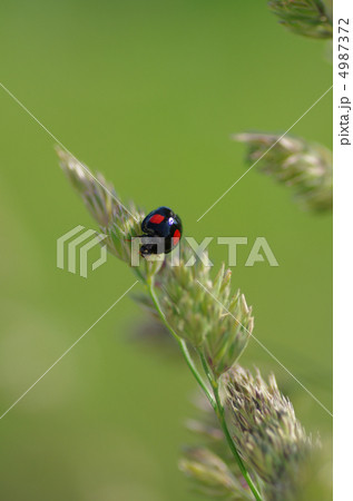 カモガヤとナミテントウ 4987372