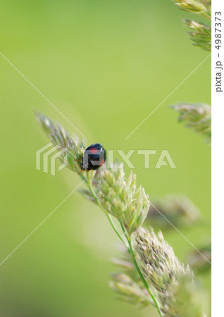 カモガヤとナミテントウ カモガヤとナミテントウ 4987373