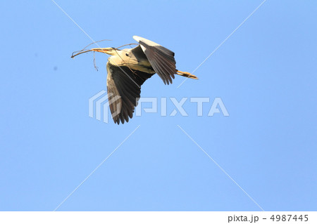 アオサギ 4987445