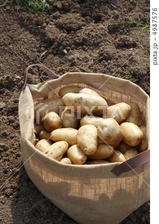 ジャガイモ 4987576