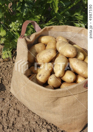 ジャガイモ ジャガイモ 4987590